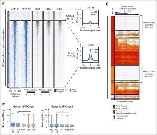 Oncogenic MAF-associated and -activated regulatory genome. (A) Heatmap depicting the genome-wide MAF binding sites (left), as obtained from ChIP-seq assays against MAF in MM.1S cells, represented as fold change over input. On the right, respective maps of histone marks and other epigenetic markers in MM.1S on the same binding sites (fold change over input), obtained from ENCODE consortium project repository. Activatory histone marks as well as EZH2, a histone methyltransferase and transcriptional repressor, H3K27me3, and heterochromatin histone marks H3K9me2/3 have been included. SEs in the MAF binding sites are depicted by the black bars on the right. (B) MAF directly regulated targets as identified via beta-plus analysis of shRNA up and downregulated genes, ranked based on the beta score. Highlighted are some of the genes in the top 20% of MAF-regulated targets, some of which were previously identified as MAF targets or MF molecular group–associated genes in gene expression studies. (C) GSEA shows a significant enrichment of MAF targets against the top 50 upregulated genes in the MF molecular group identified by Zhan et al. (D) Integration of predicted MAF direct targets obtained from MM cell line assays (MAF-bound and downregulated upon MAF depletion) with genes found differentially expressed in MAF primary myeloma PC (genes upregulated in MAF myeloma PCs compared with healthy PCs) yielded a set of 102 core MAF-regulated genes. Functional annotation of the genes was performed using multiple curated molecular signature data sets. Only pathways involving 4 or more MAF core target genes are shown. (E) Differential chromatin accessibility (ATAC-seq) in MAF primary samples (MAF_s1 and MAF_s2) as compared with healthy PCs (ND1, ND2, and ND3). Heatmaps depicting the regions with differential chromatin accessibility between MAF samples and healthy PCs (Padj < .05, log2FC = 1), either displaying enhanced accessibility (open) or reduced accessibility in MAF samples (closed). Bar (left) illustrates the genomic annotation of these regions. (F) Box plots depicting expression (in reads) of genes annotated to MAF open (blue) or MAF closed (gray) regions per sample, ∗∗∗∗P < .0001; Mann-Whitney U test. (G) Heatmap of the MAF-associated regions with the corresponding histone mark map of healthy tonsillar PCs (first 2 samples on the right of MM.1S) and B cells across B-cell maturation stages (Blueprint Consortium data), identifying a group of epigenetically defined promoters and enhancers, which lack activatory marks in tonsillar PCs or both in PCs and throughout B-cell development, thus defining the MAF-activated regions.