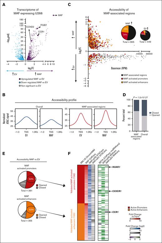 Ectopic MAF is sufficient to convert chromatin from an inert to an activatory state. (A) Volcano plot of transcriptome after MAF overexpression in the U266 myeloma cell line compared with empty vector (EV) control. MAF itself as well as indicative known MAF target genes are highlighted. (B) Metagene accessibility profiles seen in MAF-overexpressing U266 cells compared with EV control cells, genome-wide (overall, blue) and in MAF-associated regions (red). (C) M versus A plot of differential accessibility after MAF overexpression, focusing on the MAF-associated regions. Highlighted are the MAF-activated promoters and MAF-activated enhancers, in red and orange, respectively. Pie charts depicting a fraction of MAF-associated regions with increased or reduced accessibility in MAF-overexpressing cells and percentage of MAF-activated promoters and enhancers in each. (D) Ratios of open vs closed differential accessibility regions after MAF overexpression, with P-value representing hypergeometric distribution test (E) Fraction of MAF-activated promoters and enhancers showing enhanced accessibility in MAF-overexpressing U266 cells. (F) Heatmap depicting fold change in signal or corresponding gene expression for each of the opened MAF-activated promoters and enhancers after MAF overexpression. (From left to right) MAF ChIP-seq; fold change over input in ChIP-seq of MAF in MM.1S, MAF vs ND ATAC-seq; log2fold change in the ATAC-seq signal of primary MAF MM samples when compared with healthy PCs, MAF vs EV ATAC-seq; log2fold change in ATAC-seq signal in MAF-overexpressing U266 cells when compared with EV control, Beta (ChIP-seq + knockdown (kd) RNA-seq); beta score of change in gene expression after MAF shRNA-mediated knockdown in MM.1S cells, MAF vs ND RNA-seq; log2fold change in gene expression in primary MAF MM samples when compared with healthy PCs; MAF vs EV RNA-seq; and log2fold change of gene expression in MAF-overexpressing U266 cells when compared with EV control.