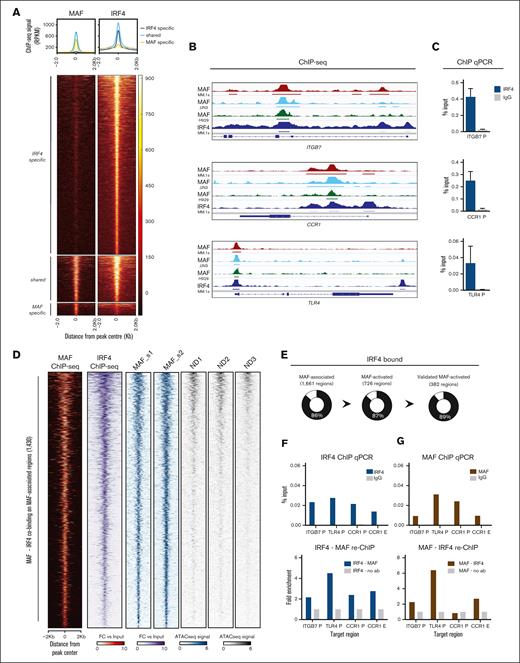 On-chromatin MAF cooperation with IRF4 and MAF-dependent expression of IRF4. (A) Heatmap and histogram of MAF and IRF4 ChIP-seq in MM.1S myeloma cells, indicating peaks shared and specific to each transcription factor. ChIP-seq peak intensity in reads per kilobase per million mapped reads. (B) Reads per kilobase per million mapped reads browser plots of key MAF target genes showing the binding of MAF in MM.1S (red), JJN3 (light blue), and H929 (green) as well as IRF4 in MM.1S (dark blue). MAF ChIP-seq tracks represent FC over input, with horizontal bars below tracks indicating peaks with q < .01. IRF4 ChIP-seq tracks represent normalized ChIP-seq signal (bars showing peaks, with q < .01). (C) ChIP-qPCR against IRF4 of the same target genes in MM.1S cells, against IgG control, expressed as percent input DNA. Bars represent mean + standard error of the mean of n = 4 experiments. (D) Heatmap illustrating the MAF-associated regions found to be cobound by IRF4. IRF4 ChIP-seq data in MM.1S are illustrated in purple (IRF4 ChIP-seq). In red, MAF binding on the MAF-associated regions in MM.1S (MAF ChIP-seq). In blue, the ATAC-seq peaks obtained from the 2 primary MAF myeloma samples (MAF_s1 and MAF_s2), compared with the peaks found in healthy PCs (ND1, ND2, and ND3, in gray). (E) Pie charts depicting the percentage of MAF-associated, MAF-activated and the validated by overexpression experiments MAF-activated regions cobound by IRF4 (black). (F-G). Reciprocal ChIP-re-ChIP for MAF and IRF4 at promoters or putative enhancers, respectively, of the gene targets shown (n = 2).