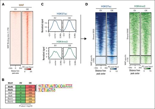 Genome-wide MAF binding and shaping of chromatin activity by ectopic MAF. (A) Heatmap of MAF chromatin binding as assessed using ChIP-seq in U266 cells transduced with EV or vector encoding MAF complementary DNA (OE). (B) Motif enrichment at MAF-bound genomic areas. (C) MA plots showing genome-wide enrichment for the indicated histone marks. (D) Heatmaps showing MAF-bound chromatin areas with preexisting (shared) or de novo enrichment (MAF-specific) for the indicated histone marks. OE, overexpression.