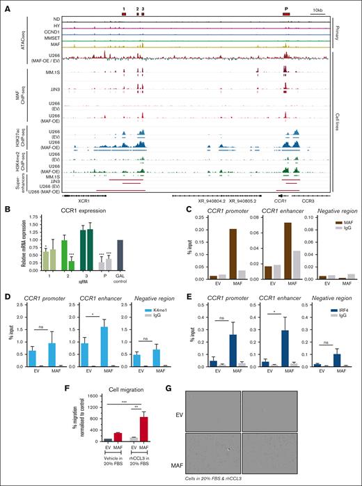 Pioneering role of MAF in the regulation of CCR1 SE. (A) IGV browser snapshot showing integration at the CCR1 putative SE and promoter of different data sets, as indicated; that is, in primary myeloma cells, myeloma cell lines MM.1S and JJN3, and in U266 cells expressing MAF. 1, 2, 3, and promoter peak (P) indicate accessibility peaks of interest. (B) CCR1 expression, as measured using qPCR, after CRISPR interference targeting of each of the enhancer peaks, 1, 2, and 3, and P, shown as red bars in the IGV plot. JJN3 cells were transduced with a dead Cas9-KRAB vector, with a guide targeting each 1 of the peaks, and RNA was harvested on day 4 after doxycycline induction. Two guides were used per peak and compared with a nontargeting gal4 control guide. Expression normalized to GAPDH and gal4 control. Bars represent mean + standard deviation, n = 3. ∗P < .05; ∗∗∗P < .001 using 1-way ANOVA with Dunnett post hoc multiple comparisons correction. C-D. ChIP-qPCR validation against the indicated TF (MAF, n = 2; IRF4, n = 3) and H3K4me1 (n = 3) at peak 2, the CCR1 promoter and chromatin region without binding. ∗P < .05; ns; not significant, 1-way ANOVA with Dunnett post hoc multiple comparisons correction. (F) Migration assay assessing the migration of EV and MAF overexpressing U266 cells in the presence of serum or the CCR1 chemokine ligand CCL3. Bars represent mean + standard error of the mean, n = 4. ∗∗P < .01; ∗∗∗P < .001 using 1-way ANOVA with Tukey post hoc multiple comparisons correction. MAF; MAF-overexpressing U266. (G) Microphotographs of Incucyte-based migration assays with EV and MAF-overexpressing (MAF) U266 myeloma cells. Magnification, ×10. HY, hyperdiploid; MAF; MAF-overexpressing U266.