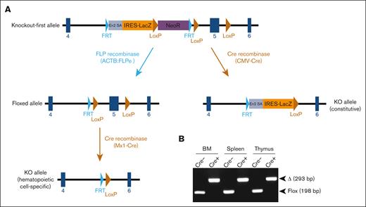 Generation of mice deficient in ARID1B. (A) Mice harboring KOF Arid1b allele were initially produced and subsequently crossed with transgenic mice expressing either FLP recombinase or Cre-recombinase as depicted in the schematic. Mice with floxed Arid1b allele were injected with poly(I:C) to induce its deletion in a hematopoietic system–specific manner. (B) Polymerase chain reaction analysis to detect deletion of Arid1b alleles (exon 5) in BM leukocytes, splenocytes, and thymocytes of Arid1bf/f;Mx1-Cre+ and Arid1bf/f;Mx1-Cre− mice 16 weeks after poly(I:C) injection. Δ, deleted allele.