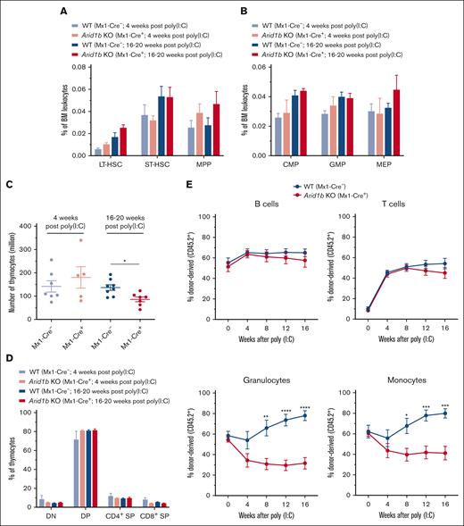 Loss of ARID1B affects reconstitution of myeloid cells in competitive repopulation assays. (A) Frequencies of LT-HSC (CD34−Flt3− LSK), short-term (ST)-HSC (CD34+Flt3− LSK), and MPP (CD34+Flt3+ LSK) populations observed in the BM of Arid1bfl/fl;Mx1-Cre+ and Arid1bfl/fl;Mx1-Cre− mice, either 4 or 16 to 20 weeks after poly(I:C) injection; 4 weeks: n = 4 for control, and n = 3 for KO mice; 16 to 20 weeks: n = 5 for control, and n = 4 for KO mice. (B) Percentages of myeloid precursors, common myeloid progenitors (CMPs), granulocyte monocyte progenitors (GMPs), and megakaryocyte erythrocyte progenitors (MEPs), in the BM of Arid1bfl/fl;Mx1-Cre+ and Arid1bfl/fl;Mx1-Cre− mice after poly(I:C) injection; 4 weeks: n = 4 for control, and n = 2 for KO mice; 16 to 20 weeks: n = 6 for control, and n = 5 for KO mice. (C) Total thymocyte count in ARID1B-deficent or control mice at either 4 or 16 to 20 weeks after poly(I:C)-mediated deletion of Arid1b. (D) Proportion of double-positive (DP), double-negative (DN), CD4+ single-positive (SP), and CD8+ SP populations in Arid1bfl/fl;Mx1-Cre+ and Arid1bfl/fl;Mx1-Cre− mice, either 4 or 16 to 20 weeks after poly(I:C) injection; 4 weeks: n = 7 for control, and n = 5 for KO mice; 16 to 20 weeks: n = 8 for control, and n = 7 for KO mice. (E) Donor chimerism (CD45.2+) in the peripheral blood of recipient mice in competitive repopulation assays. Lethally irradiated recipients received transplantation with either Arid1bfl/fl;Mx1-Cre+ or Arid1bfl/fl;Mx1-Cre− BM mixed in equal proportion with competitor BM (CD45.1+) and deletion of Arid1b was induced 4 weeks after transplantation using poly(I:C). Proportion of donor-derived B cells, T cells, granulocytes, and monocytes were determined every 4 weeks in the peripheral blood of recipient mice (n = 7 for Arid1bfl/fl;Mx1-Cre− and n = 8 for Arid1bfl/fl;Mx1-Cre+). Data are represented as mean ± standard error of the mean (SEM). Statistical difference between WT and KO mice was calculated using unpaired t test and is denoted as ∗P < .05, ∗∗P < .01, ∗∗∗P < .001, and ∗∗∗∗P < .0001.