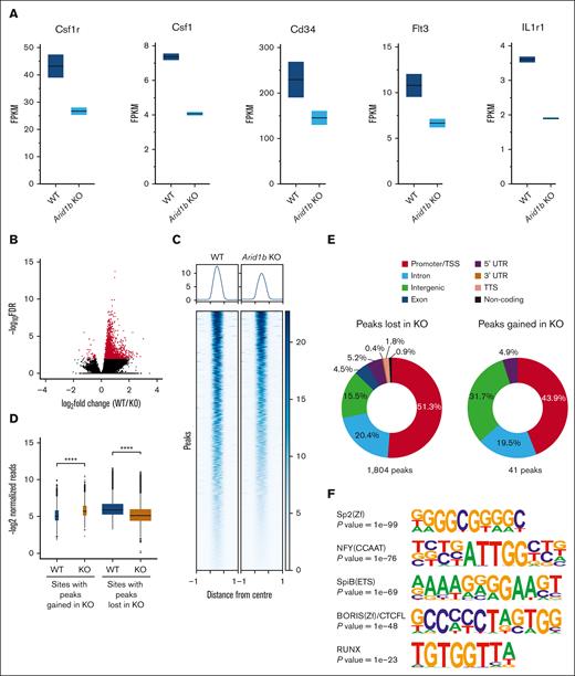 Loss of ARID1B perturbs expression and chromatin accessibility in murine hematopoietic stem and progenitor cells. (A) Expression levels of key genes involved in hematopoiesis (Csf1r, Csf1, Cd34, Flt3, and Il1r1) in WT and Arid1b KO GMPs. (B) ATAC-seq peaks identified in WT and Arid1b−/− Lin−Kit+ BM cells. Peaks that are enriched significantly (false discovery rate of <0.01) in either genotype are depicted in red. (C) Heat map shows ATAC-seq peaks (±1 kilo base) identified using DiffBind as significantly closed in ARID1B-deficient cells. (D) Box plots show normalized read counts in the open chromatin regions enriched in either WT or KO cells. The width of the box plots is an indicator of the number of enriched sites for each group. Statistical significance was calculated using Wilcoxon rank-sum test. (E) Distribution of ATAC-seq peaks either lost or gained in Arid1b KO Lin−Kit+ BM cells. (F) Top 5 Homer de novo motifs enriched in genomic loci with significantly reduced ATAC-seq signal in Arid1b KO cells. A hypergeometric test was used to calculate the statistical significance of the enrichment of the identified motif in the input sequences compared with a background model. TTS; transcriptional termination site; UTR, untranslated region.