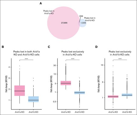 ARID1B deficiency affects chromatin structure less notably compared with loss of ARID1A. (A) Venn diagram shows number of distinct and overlapping ATAC-seq peaks lost in Arid1a-KO and Arid1b-KO cells. (B) Fold change (WT vs KO) in normalized read counts for ATAC-seq peaks significantly lost in both Arid1a-KO and Arid1b-KO cells. (C-D) Box plots depict fold change (WT vs KO) in normalized signal values for ATAC-seq peaks significantly lost exclusively in either (C) Arid1a-KO cells or (D) Arid1b-KO cells. Statistical significance was calculated using Wilcoxon rank-sum test.