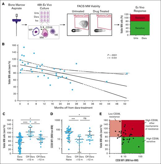 Ex vivo sensitivity to daratumumab is gradually recovered after the drug is discontinued. (A) Schematic depiction of the My-DST workflow. Unselected MNCs were isolated from donated patient biopsy samples, and then cells were incubated with or without drug treatment for 48 hours before flow cytometry. Viability was normalized to that of Untx controls, and our established cutoff of 80% MM cell viability compared with untreated was used to classify patient samples as sensitive (green) or resistant (red). (B) Drug-sensitivity testing results for daratumumab (Dara) sensitivity in bone marrow samples from patients who were refractory. Each data point represents the mean number of viable MM cells from 3 replicates normalized to the mean number of viable MM cells in untreated control wells for a patient sample. Pearson r value is shown with its associated P value; the solid line represents linear regression, with dashed lines for 95% confidence intervals. (C) Comparison of the Dara sensitivity in patients who had not previously been treated with an anti-CD38 antibody (Dara-naïve) with that of patients who were Dara refractory but off that treatment for less than or greater than 1 year. (D) CD38 MFI on MM cells divided by CD38 MFI on non-MM cells across settings showed that patients who were Dara-naïve had higher CD38 expression than patients who were Dara refractory, but patients with >12 months off anti-CD38 treatment did partially regain CD38 expression. (E) CD38 expression on cells of patients who were Dara refractory compared with ex vivo Dara sensitivity, showing that a fold overexpression of at least sixfold was generally necessary for sensitivity. Statistical comparisons of the mean were conducted using analysis of variance with Tukey correction for multiple comparisons. FACS, fluorescence-activated cell sorting; NK, natural killer cell; Norm %, normalized percent of controls; Untx, untreated.