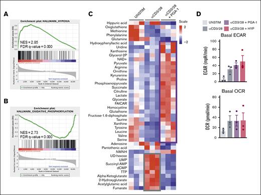 PGA-1 cells induce a hypoxic gene signature and profound metabolic alterations in T cells, skewing the fate of pyruvate into aerobic glycolysis. PBMCs were cultured with and without PGA-1 cells and stimulated with αCD3/CD28. After stimulation, CD4+ T cells were sorted and lysed for RNA sequencing (48 hours after stimulation), metabolomics (48 hours after stimulation), and extracellular flux analysis (24 hours after stimulation). (A-B) Enrichment plot showing hypoxic gene signature and downregulation of OXPHOS in CD4+ T cells exposed to PGA-1. On the x-axis, red indicates the presence of PGA-1 cells, whereas blue represents PBMC stimulated alone. Curves (green) indicate cumulative enrichment quantified by enrichment score on the y-axis. Tick marks on the x-axis correspond to the rank of genes in the gene set. (C) Heat map representing the abundance of metabolites in CD4+ T cells unstimulated and stimulated in presence or absence of PGA-1. Metabolomics data were analyzed with Tercen software and scaled and hierarchical clustered by rows and columns, and significantly different metabolites in T cells stimulated in the presence of PGA-1 compared with the stimulated control (paired t test) were plotted. Metabolites abundance in unstimulated cells were plotted as a comparison. Two main clusters were identified: metabolites increasing after T-cell stimulation (gray box) and metabolites increasing when T cells are stimulated in the presence of PGA-1 cells (purple box). (D) Extracellular flux analysis showing extracellular acidification rate and oxygen consumption rate of sorted unstimulated CD4+ T cells, stimulated for 24 hours in the presence or absence of PGA-1 and stimulated in hypoxia (HYP; 1% O2) as a positive control. FDR, false discovery rate; NES, normalized enrichment score; UNSTIM, unstimulated.