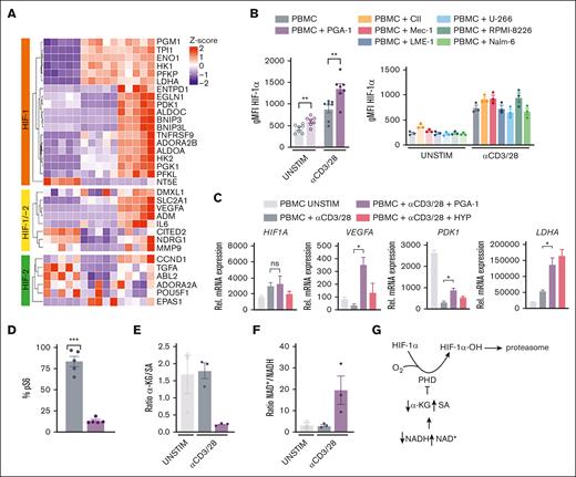 PGA-1 induced hypoxic signature in T cells is due to pseudohypoxia and correlates with HIF-1α stabilization and expression of its target genes. (A) PBMCs were thawed and cultured with and without PGA-1 cells and stimulated with anti-CD3/28. 48 hours after stimulation, CD4+ T cells were sorted and lysed for RNA sequencing and purified using magnetic beads for intracellular metabolite analysis. Heat map showing the expression of HIF-1, HIF-2, and common targets. (B) HIF-1α assessment by flow cytometry 24 hours after stimulation, when the expression of CD25 in activated T cells is comparable between stimulation in the presence or absence of cell lines. (C) Gene expression of HIF1A, VEGFA, PDK1, and LDHA was evaluated by qPCR at 24 hours to confirm RNA sequencing data. In parallel, PBMCs were stimulated with anti-CD3/28 in hypoxia (HYP, PO2 = 1%), as a control. (D) Fraction of pS6+ T cells was evaluated by flow cytometry. (E) Intracellular α-KG / SA (arbitrary units, assuming equal ionization efficiency of α-KG and SA, according to similarity in their structure) in CD4+ T cells stimulated in the presence or absence of PGA-1. (F) Intracellular NAD+ / NADH ratio represented in arbitrary units. (G) Regulation of HIF-1α stability by oxygen and pseudohypoxia. Data are presented as mean ± SEM. ∗∗∗P < .001; ∗P < .05; ns (1-way ANOVA followed by Tukey multiple comparison test). α-KG / SA, α-ketoglutarate–to–succinate ratio; ns, not significant; PHD, prolyl hydroxylase. Scheme was generated with BioRender.com.