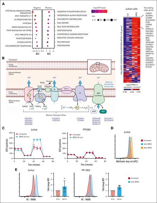 DHODH inhibition upregulates a transcriptional signature of oxidative phosphorylation. (A) Bubble dot plot depicting the GSEA NES for top hallmark gene sets enriched in the genome-wide transcriptional changes induced by BRQ treatment over 24 hours in Jurkat cells. Hallmark gene sets are presented as bubble dots. The dot size depicts the number of differentially expressed genes that are within the specified hallmark pathway. The dot color depicts the significance range of the P value. Significance cutoffs for GSEA: |NES| > 1.3, -log10(P value) > 1, and FDR < 0.25. (B) Schematic representation of the electron transport chain in the inner mitochondrial membrane and the location of DHODH. Highlighted are 14 genes and their relative positions within the electron transport chain, which were among the leading-edge genes driving the oxidative phosphorylation signature in Jurkat cells treated with BRQ. Additionally shown is a heat map depicting the log2(TPM + 1) expression for the replicate samples treated with BRQ vs dimethyl sulfoxide on the hallmark oxidative phosphorylation genes. Genes are ranked based on the log2 fold-change in expression induced by BRQ. Top 25 up-regulated leading-edge genes are annotated. (C) The oxygen consumption rate (OCR) was measured using the Seahorse XF Cell Mito Stress Test assay. Cells were treated with BRQ for 24 hours preceding the assay. OCR was measured over 74 minutes. This experiment was performed twice. (D) Jurkat cells were treated with 1 μM BRQ over a time course. Cells were then stained with MitoTracker Deep Red and fluorescence was measured using flow cytometry. This experiment was performed 3 times. (E) Jurkat and PF-382 cells were treated with 1 μM BRQ for 24 hours. Cells were then stained with tetramethyl rhodamine methyl ester (TMRM) and fluorescence was measured using flow cytometry. This experiment was performed 4 times. APC, allophycocyanin; MFI, mean fluorescence intensity; PE, phycoerythrin. Panel B was adapted from “Electron Transport Chain,” by BioRender.com (2020).