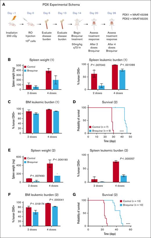 DHODH inhibition results in disease response in a PDX model of T-ALL. (A) Schematic outline of the experiment, with dosing and treatment time points. (B) Spleen weights measured in mice after the engraftment of the T-ALL PDX (MAAT-43298), which were either untreated or designated as brequinar. Each group included 3 animals. Measurements were recorded fter 2 or 4 doses of BRQ, with matched untreated controls. (C) Disease burden in the bone marrow as measured by the percentage of human CD45+ cells detected by flow cytometry following either 2 or 4 doses of BRQ. Each group included 3 animals. (D) Kaplan-Meier survival curve comparing mice after the engraftment of the T-ALL PDX (MAAT-43298), which were either untreated or designated as brequinar; n = 7 in the untreated group; n = 9 in the brequinar group; P < .0001. (E) Spleen weights measured in mice after the engraftment of the T-ALL PDX (MAAT-93235) that were either untreated or designated as brequinar. Each group included 3 animals. Measurements were recorded after 2 or 4 doses of BRQ, with matched untreated controls. (F) Disease burden in the bone marrow as measured by the percentage of human CD45+ cells detected by flow cytometry after either 2 or 4 doses of BRQ. Each group included 3 animals. (G) Kaplan-Meier survival curve comparing mice after the engraftment of the T-ALL PDX (MAAT-93235), which were either untreated or designated as brequinar. n = 10 in the untreated group; n =10 in the brequinar group; P < .0001. Created with BioRender.com.