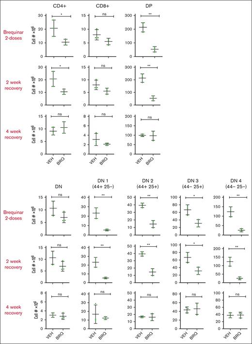 The developing thymus recovers rapidly after exposure to DHODH inhibition. T-cell populations were quantified by flow cytometric analysis. T cells were isolated from the thymi of juvenile mice treated with vehicle (VEH) or BRQ 50 mg/kg every 3 days for 2 doses, followed by a 2-week or a 4-week recovery period. Shown are double-negative (DN) as well as DN1-4 subgroups, single positive (CD4+ and CD8+), and double-positive (DP) groups. n = 3 mice for each interval time point analysis. ns, not significant.