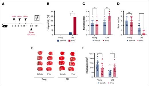 IFN-α treatment differentially impacts ischemic stroke outcomes in young and old mice. (A) Mice were treated for 3 days with either vehicle or IFN-α. Twenty-four hours after the induction of transient middle cerebral artery occlusion in young (age, 4-6 months) and old (age >24 months) mice, survival was monitored (B), and neurological (a higher score is worse) (C) and motor function (a lower score is worse) (D) were assessed. (E) Brain tissue was stained with TTC. Infarcted tissue (white) is outlined with a black dotted line. (F) Ischemic stroke brain damage was quantified by planimetric analysis of TTC stained brain slides. All data are represented as mean ± standard deviation. TTC, triphenyltetrazolium chloride.