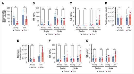 IFN-α treatment is prothrombotic in old mice subjected to stroke. Mice were treated for 3 days with either vehicle or IFN-α. Twenty-four hours after the induction of transient middle cerebral artery occlusion in young (age, 4-6 months) and old (age >24 months) mice, brain tissue and plasma were collected. (A) Quantification of neutrophil recruitment in all groups in the ipsilesional hemisphere, that is, where the ischemic injury occurred. (B) Plasma CRP levels and (C) plasma IL-6 levels were determined by ELISA. (D) Brain tissue was stained for platelets, and platelet deposition in ipsilesional brain tissue from young and old mice was quantified. (E) Brain tissue was stained for fibrin(ogen), and fibrin(ogen) deposition in ipsilesional brain tissue from young and old mice was quantified. (F) Plasma VWF levels and (G) plasma TAT levels were determined by ELISA. All data are represented as mean ± standard deviation. ELISA, enzyme-linked immunosorbent assay.