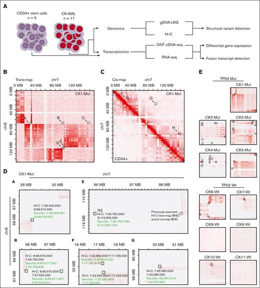 Cohort overview and complex genomic rearrangements detected by our SV detection workflow. (A) Samples from patients with CK-AML (n = 11) were subjected to genomic sequencing (Hi-C and ONT-GS) for SV detection. In addition, healthy CD34+ stem cell donors (n = 5) and the CK-AML samples were RNA-sequenced (Illumina RNA-Seq and ONT cDNA Seq) to study the functional consequences of the SVs. (B-C) Hi-C maps of patient CK1-Mut, chromosome 7/8 trans-map (B) and chromosome 7 cis-map (C). Hi-C breakend regions were inferred based on signal intensity at the breakends and are marked by black squares (named “a” to “h” for simplicity). Region d was shown to only harbor breakpoint-like patterns in the integrated analysis with NanoVar data. (D) Zoomed in detail of Hi-C maps showing breakends detected by both Hi-C and NanoVar (green squares with black squares inside). In these cases, the NanoVar SV calls were found to map in the same 10 kb range in which the BND were located estimated based on Hi-C. In region “e,” we observed an indirect BND-like structure in the upper right corner (black square) without a corresponding NanoVar SV call. Interestingly, a NanoVar SV pointed out to a small fragment (<5 kb, named N2), also visible in Hi-C but missed in the primary visual inspection. This fragment represents the actual trans-map BND of chromosome 7/8 in breakpoint region “e” and is depicted also by a black square inside a green square (for Hi-C and NanoVar support) here. The previously assumed breakend in region “e” was shown to be connected to the N2 fragment in cis (data not shown). (E) Based on the Hi-C pattern, we identified 2 regimes of complexity in our cohort: all of the CK-AML cases that were TP53 mutated displayed chromothriptic rearrangements, whereas most cases that were TP53 wildtype showed far less complexity. Hi-C BND regions are highlighted by black squares.
