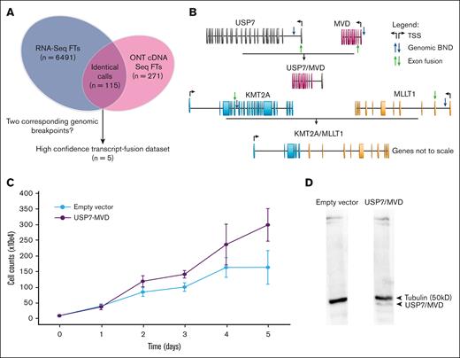 Identification of fusion transcripts. (A) Illustration of the fusion transcript detection pipeline, starting with integrating matching fusion transcript calls from JAFFA (Illumina RNA and ONTdirect cDNA data set) and filtering them by applying the criterion of 2 corresponding SV breakends to each identified fusion transcript. (B) Two fusion transcripts that were identified in RNA sequencing data set and also present matching genomic BNDs. The USP7/MVD fusion transcript was created by including the transcription start site (TSS) of USP7 next to the TSS of MVD, without disrupting MVD open reading frame. The fusion transcript was likely generated owing to a use of USP7 TSS and subsequent splicing-out of the first exon of MVD. TSSs are represented by black arrows; the genomic BNDs are marked by a blue arrow; and regions where the point of exon fusion was identified by JAFFA are marked with green arrows. (C) Cell culture growth of the NIH3T3 cell line transfected with a retroviral vector containing the USP7/MVD fusion transcript vs NIH3T3 cell line containing an empty vector. (D) Western blot results of the USP7/MVD fusion transcript compared with empty vector results.