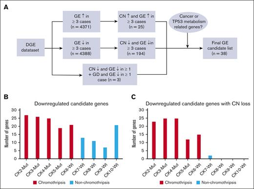 Gene dysregulation and influence of CN changes in CK-AML. (A) Schematic overview of our differentially expressed genes (DEG) analysis that integrates gene expression (GE) with CN information. CN ↓, CN loss; CN ↑, CN gain; GE ↓, gene downregulation; GE ↑, gene upregulation. (B) Number of genes from the 30 “downregulated candidate genes” that were downregulated in the respective case. (C) Number of genes from the 30 downregulated candidate genes that were downregulated and showed a CN loss at the gene locus.