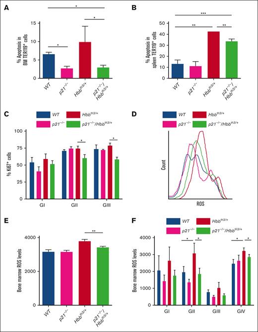 Loss of P21 reduces apoptosis of β-thalassemia erythroid cells. (A) Flow cytometric analysis of apoptosis in BM erythroid cells. ∗P < .05 between Hbbth3/+ and p21−/−/Hbbth3/+, and between p21-/- or p21−/−/Hbbth3/+ and WT groups (n = 3 mice for each group). (B) Flow cytometric analysis of apoptosis in splenic erythroid cells. ∗∗P < .01 between Hbbth3/+ and p21−/−/Hbbth3/+, and between Hbbth3/+ and WT groups; ∗∗∗P < .001 between p21−/−/Hbbth3/+ and WT groups (n = 3 mice for each group). (C) Flow cytometric analysis of cell proliferation in BM erythroid cells. ∗P < .05 between Hbbth3/+ and p21−/−/Hbbth3/+groups (n = 3 for each group). (D) Histogram of ROS levels in total BM erythroblasts (TER119+) as measured by CM-H2DCFDA probe; and quantification in (E). ∗∗P < .01 between Hbbth3/+ and p21−/−/Hbbth3/+ groups (n = 3). (F) ROS levels in BM-erythroblast populations within GI to GIV obtained from indicated groups of mice. ∗P < .05 between Hbbth3/+ and p21−/−/Hbbth3/+, and between Hbbth3/+ and WT groups. All results are shown as mean ± SD.