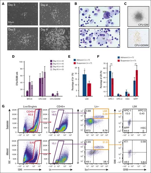 Murine fetal-lung explant cultures produce HSPCs. (A) Images of a single position between days 3 to 6 of a murine fetal-lung explant culture. (B) Cytospin of fetal lung–derived suspension cells. Images are annotated for cell type: MK, megakaryocyte; N, neutrophil; M, monocyte/macrophage; P, progenitor. (C) Images of representative colonies from a colony-forming unit assay. (D) Colony counts from colony-forming unit assays performed with day 4, 5, 6, and 8 bulk unsorted suspension cells. Each n represents a set of colony assays with at least 3 technical replicates from a distinct biological replicate. (E-G) Flow cytometric assessment of LSK and SLAM marker–defined HSPC populations. Each n represents a biological replicate with a minimum of 3 technical replicates per experiment. Suspension represents cells that were floating in media, and adherent represents cells that were collected after treatment with Accutase. Error bars represent standard error. ∗P < .05, ∗∗P < .01.