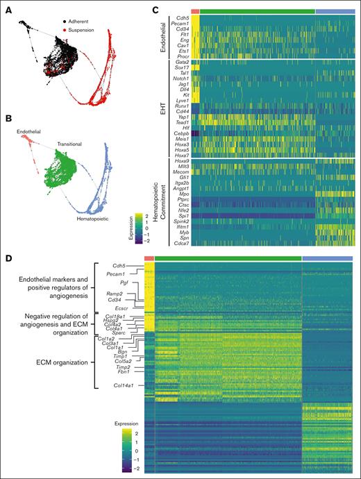 Single-cell transcriptomic mapping of murine fetal lung EHT. (A-B) SPRING plot trajectory of EHT clusters. (C) Heat map of supervised gene expression analysis of endothelial, EHT, and hematopoietic commitment markers. (D) Heat map of unsupervised analysis of the top 50 differentially expressed genes. Representative gene ontology analysis is highlighted here along with the associated genes enriched in these biological processes. Full DGE analysis can be found under supplemental data. A natural log transformation was done to normalization gene expression. Further details regarding scRNA-seq data processing is described in supplemental Methods.