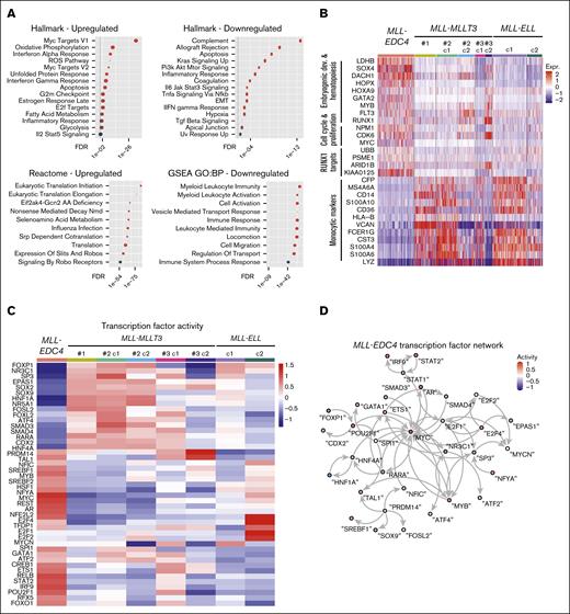 Gene expression and transcription factor activity in MLL-EDC4 compared with other MLL-r cases. (A) Enriched gene sets in upregulated and downregulated genes of MLL-EDC4 AML cells compared with all other AML cells visualized as dot plots. Gene sets from the Hallmark, Reactome, and Gene Ontology Biological Processes (GO:BP) databases were used. (B) Clustered single-cell transcriptomic heat map of the most differentially expressed genes between AML cell clusters. (C) Heat map of transcription factor activities for AML cells based on scRNA-seq data. (D) Transcription factor network colored by transcription factor activity.