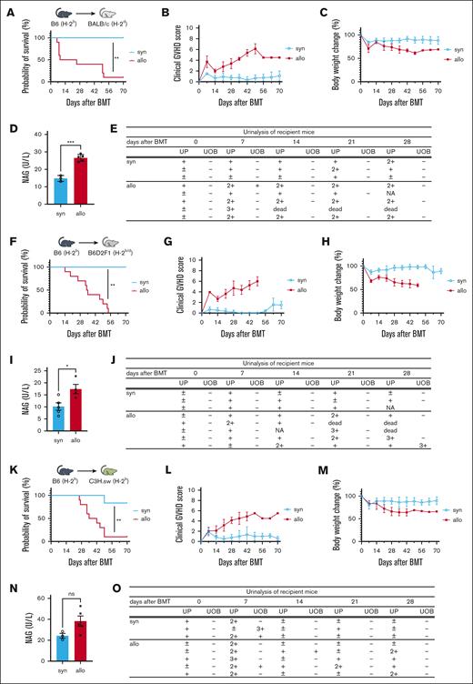 Renal injury markers are elevated in allo-HCT mice. (A-E) BALB/c mice received 7 Gy of TBI on day −1, and received transplantation with 0.5 × 106 CD90.2+ splenic T cells together with 5 × 106 BM cells from either syngeneic (syn) BALB/c or allogeneic (allo) MHC-mismatched B6 donors. (A-C) n = 6 to 10 mice per group, pooled from 2 experiments. (D-E) n = 3 to 5 mice per group; representative data from 3 experiments are shown. (F-J) B6D2F1 mice received 11 Gy of TBI on day −1 and received transplantation with 3.5 × 106 CD90.2+ splenic T cells together with 5 × 106 BM cells from either syngeneic B6D2F1 or allogeneic parent-to-F1 B6 donors. (F-H) n = 6 to 10 mice per group, pooled from 2 experiments. (I) n = 4 to 5 mice per group, (J) n = 3 to 5 mice per group; representative data from 2 experiments are shown. (K-O) C3H.sw animals received 10.5 Gy of TBI on day −1 and received transplantation with 1 × 106 CD90.2+ splenic T cells together with 5 × 106 TCD-BM cells from either syn C3H.sw or MHC-matched multiple minor antigen–mismatched B6 donors. (K-M) n = 6 to 10 mice per group, pooled from 2 experiments. (N-O) n = 3 to 5 mice per group; representative data from 2 experiments are shown. Survival (A,F,K), clinical GVHD score (B,G,L), body weight change (C,H,M), and urinalysis (E,J,O) are shown. Urinary NAG levels of recipient mice on day 14 after BMT was significantly higher in the allogeneic group in the MHC-mismatched (D) and parent-to-F1 (I) models than in other models. (N) In the MHC-matched multiple minor antigen–mismatched model, urinary NAG levels tended to be higher in the allo group than in the syn group. Results summarize at least 2 independent experiments. Data represent the mean ± standard error of the mean (SEM). Student t test was used for statistical analysis; ∗P < .05; ∗∗P < .01; ∗∗∗P < .001. UOB, urinary occult blood; UP, urinary protein.