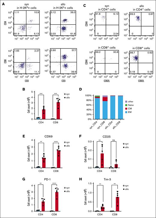 Activation and exhaustion markers were increased on kidney-infiltrating donor T cells from allogeneic recipients. BALB/c (H-2d) animals were lethally irradiated and received transplantation with CD90.2+ splenic T cells together with BM cells from either syn BALB/c or allo MHC-mismatched B6 (H-2b) donors. On day 14 after HCT, T cells infiltrating the kidneys (H-2Kd+ cells in syn recipients or H-2Kb+ cells in allo recipients) were analyzed by flow cytometry. (A) Representative dot plots of donor T-cell (CD3+) expansion in the kidneys are shown. (B) Absolute numbers of total CD3+CD4+ and CD3+CD8+ cells among gated live donor cells infiltrating the kidneys are shown. (C-D) Subsets of donor-derived CD4+ T cells (top) and CD8+ T cells (bottom) in the kidney of the allo-HCT recipients are shown. Representative dot plots (C) and percentages of each subset (D) are shown. (E-H) T-cell activation (CD69 and CD25) and exhaustion (PD-1 and Tim-3) markers were analyzed in CD3+CD4+ and CD3+CD8+ populations. CD69 (E), CD25 (F), PD-1 (G), and Tim-3 (H) were higher in the allo group; n = 3 to 5 mice per group. Data representing 3 experiments are shown. The bars depict the mean ± SEM. Student t test was used for statistical analysis for panels B,E-H. Naïve, naïve T cell (CD44−CD62L+); CM, central memory T cell (CD44+CD62L+); EM, effector memory T cell (CD44+CD62L−).