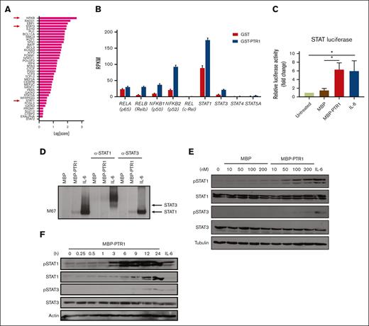 HAPLN1 matrikine activates STAT1 in MM cells. (A) The graph depicts Mining Algorithm for GenetIc Controllers–identified enrichment scores of transcription factors and cofactors in response to PTR1 treatment in RPMI8226 cells. (B) Reads per kilobase million values of indicated genes from the RNA-seq results are plotted. (C) STAT-dependent luciferase reporter activities on RPMI8226 cells with the indicated stimuli are shown. The graph depicts the mean ± SEM of the quantification of 3 independent replicates. (D) Representative STAT1 and STAT3 supershift analysis of RPMI8226 cells incubated with MBP or MBP-PTR1 (100 nM; 6 hours) or IL-6 (50 ng/mL; 15 minutes). (E-F) Representative western blot analysis on RPMI8226 cells treated with the indicated dose of MBP or MBP-PTR1 for 6 hours (E) or 100 nM MBP-PTR1 for the indicated time (F). ∗P < .05.