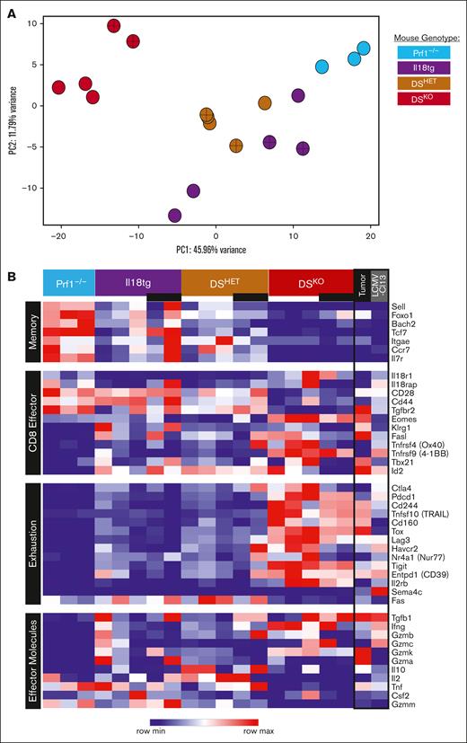 DSKO CD8 T cells have a unique, terminally differentiated transcriptional profile with effector and exhaustion features. (A) Principal component analysis (PCA) from bulk CD8 T-cell RNA sequencing of >3 adult mice from each genotype under homeostatic conditions. (B) Heat map comparison of selected genes of homeostatic CD8 T cells and terminal TEXs from tumor and chronic infection (LCMV-Cl13).62 Crosses within data point (A) and black bars under genotype (B) indicate CD44LoCD62L⁻ CD8 T cells, otherwise CD44+ CD8 T cells. Rows are z-score normalized.