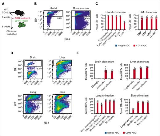 CD45-ADC conditioning enables efficient engraftment in multiple peripheral tissues. (A) Schematic depiction of the experimental design for CD45-ADC treatment and ubiquitin-GFP HSCT. (B) Representative flow plots showing the degree of GFP chimerism in the peripheral blood and bone marrow, 6 weeks after CD45-ADC treatment and HSCT. (C) Bar graphs displaying the flow cytometric analysis of GFP chimerism in peripheral blood and bone marrow cell subsets, 6 weeks after CD45-ADC treatment and HSCT. (D) Flow cytometric analysis plots representative of hematopoietic GFP chimerism in the brain, liver, lung, and skin, 6 weeks after treatment with CD45-ADC and HSCT. (E) The GFP chimerism in various myeloid cell populations in the brain, liver, lung, and skin, as assessed by flow cytometry, 6 weeks after CD45-ADC and HSCT, summarized in bar graphs. CMP, common myeloid progenitor; GMP, granulocyte-monocyte progenitor; Inter. macrophagesHigh, major histocompatibility complex II (MHCII)-high interstitial macrophages; Inter. macrophagesLow, MHCII-low interstitial macrophages; MEP, megakaryocyte-erythroid progenitor.