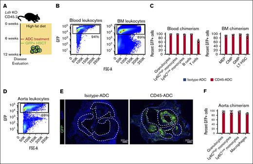 Effective myeloid cell replacement in atherosclerotic plaques after CD45-ADC conditioning. (A) Schematic illustration of the experimental design for atherosclerosis induction and CD45-ADC treatment and ubiquitin-GFP HSCT in Ldlr KO mice. (B) Representative flow plots showing the degree of GFP chimerism in the peripheral blood and bone marrow, 6 weeks after CD45-ADC treatment and HSCT in atherosclerotic Ldlr KO mice. (C) Bar graphs displaying the flow cytometric analysis of GFP chimerism in peripheral blood and bone marrow cell subsets, 6 weeks after CD45-ADC treatment and HSCT in atherosclerotic Ldlr KO mice. (D) FACS plot representative of hematopoietic GFP chimerism in aortic atherosclerotic lesions from Ldlr KO mice, 6 weeks after treatment with CD45-ADC and HSCT. (E) Immunofluorescence images of aortic roots from Ldlr KO mice stained for GFP (green) and DAPI (blue). Dashed lines outline atherosclerotic plaque surface area. Scale bar, 200 μm. (F) GFP chimerism in myeloid cell populations infiltrating aortic atherosclerotic plaques, 6 weeks after CD45-ADC treatment and HSCT of Ldlr KO mice, presented as bar graphs. CMP, common myeloid progenitor; GMP, granulocyte-monocyte progenitor; MEP, megakaryocyte-erythroid progenitor.