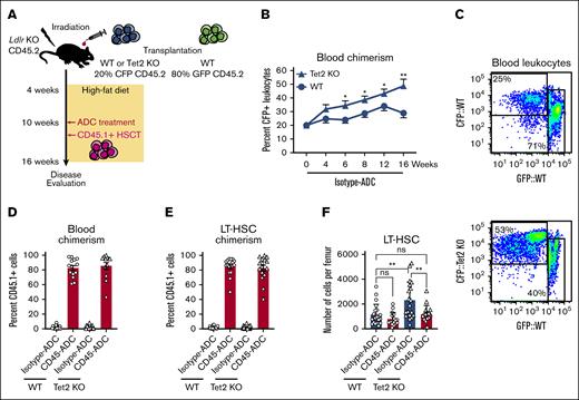 Depletion and replacement of Tet2-mutant HSPC after CD45-ADC conditioning. (A) Schematic depiction of the experimental outline for modeling Tet2 KO–driven clonal hematopoiesis and atherosclerosis. (B) Peripheral blood WT or Tet2 KO chimerism (CFP) in atherosclerotic Ldlr KO recipient mice, week 0 to 16 after bone marrow transplantation. (C) Representative FACS plots of CFP chimerism in the peripheral blood, 16 weeks after transplantation into Ldlr KO mice. (D) Bar graphs showing FACS analysis of CD45.1 chimerism, 6 weeks after CD45-ADC treatment, and CD45.1+ HSCT in atherosclerotic Ldlr KO mice with either WT or Tet2 KO bone marrow. (E) FACS assessment of CD45.1 chimerism, 6 weeks after CD45-ADC treatment, and CD45.1+ HSCT in atherosclerotic Ldlr KO mice with either WT or Tet2 KO bone marrow, displayed as bar graphs. (F) Number of LT-HSCs per femur in atherosclerotic Ldlr KO mice with either WT or Tet2 KO bone marrow, as determined by flow cytometric analysis.