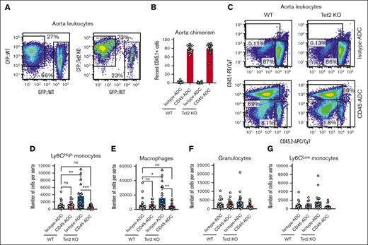 Clonal hematopoiesis driven atherosclerosis is mitigated by CD45-ADC and HSCT. (A) Representative flow plots showing the degree of CFP chimerism in atherosclerotic aortic lesions, 16 weeks after transplantation into Ldlr KO mice. (B) Bar graphs showing flow cytometric analysis of CD45.1 chimerism, 6 weeks after CD45-ADC treatment, and CD45.1+ HSCT in atherosclerotic Ldlr KO mice with either WT or Tet2 KO bone marrow. (C) Flow plots representative of atherosclerotic aortic lesion CD45.1 chimerism after CD45-ADC treatment, and CD45.1+ HSCT in Ldlr KO mice with either WT or Tet2 KO bone marrow. (D-G) Absolute numbers of various myeloid immune cells in aortic atherosclerotic plaques, 6 weeks after CD45-ADC treatment, and CD45.1+ HSCT in Ldlr KO mice with either WT or Tet2 KO bone marrow, as analyzed by flow cytometry.