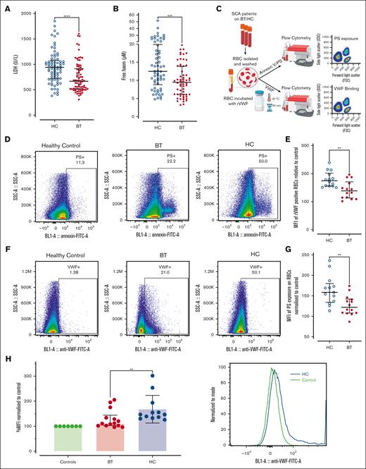 Erythrocyte PS exposure and VWF-binding in SCD patients treated with hydroxycarbamide compared to blood transfusion. Comparisons between the HC and BT cohorts are shown for (A) LDH levels and (B) free heme levels. Comparisons between groups were assessed by the Mann-Whitney U test. (C) Washed RBCs were prepared from children with SCD on HC or BT therapy, and flow cytometry used to assess PS exposure, together with VWF-binding capacity. (D) Representative examples of annexin V binding for washed RBCs from a healthy (HbAA) control compared with children with SCD on either HC or BT treatment. (E) Data are presented as mean of the mean fluorescence intensity (MFI) of PS exposure on RBCs normalized to control for HC and BT subgroups. Statistical analyses were performed using the Mann-Whitney U test. (F) Representative examples of recombinant VWF (rVWF) binding for washed RBCs from a healthy (HbAA) control compared with children with SCD on either HC or BT treatment. (G) Data are presented as mean MFI of rVWF binding to washed RBCs normalized to control for HC and BT subgroups. Statistical analyses were performed using the Mann-Whitney U test. (H) To determine whether VWF interacts with sickle RBCs in vivo, unwashed RBCs from children on BT and HC treatment were isolated, and bound VWF assessed by flow cytometry. Statistical analyses were performed using the Mann-Whitney U test with a significant P value < .05; ∗∗∗P < .001 and ∗∗∗∗P < .0001.