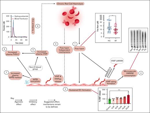 Representation of proposed multifactorial mechanisms through which HC or BT disease-modifying therapies affect endothelial cell activation VWF–ADAMTS13 axis dysfunction in children with SCD. Key steps highlighted in red. (1) Significantly higher free heme levels were seen in children treated with HC compared with those treated with BT. (2) Plasma concentrations of free heme present in children treated with HC were sufficient to drive Weibel-Palade body exocytosis from human umbilical vein endothelial cells in vitro. (3) LDH and free heme were both independently associated with plasma VWF levels, suggesting that rate of hemolysis and amount of free heme can affect endothelial cell activation. (4) High-molecular-weight VWF multimers were significantly reduced in children treated with HC, consistent with ongoing high-molecular-weight VWF multimers consumption. (5) Although modified by ABO blood group, increased VWF levels were predominantly attributable to increased endothelial cell secretion. (6) FVIII:C levels were significantly higher in children treated with HC, driving enhanced thrombin generation. (7) Plasma levels of VWFpp, angiopoetin-2, and osteoprotegerin were all significantly elevated in children treated with HC. Downstream consequences are currently unknown. (8) Mediation analysis highlighted feedback mechanism through which increased plasma VWF levels may directly promote hemolysis.
