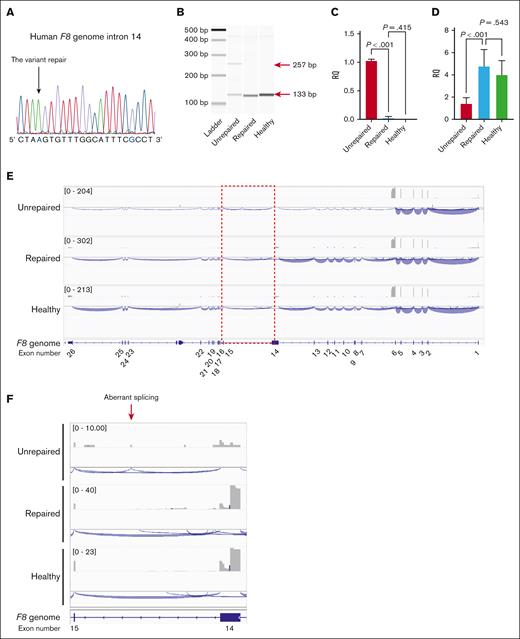 Restoration of F8 mRNA expression by correction of the intronic variant in patient-derived iPSCs. The patient-derived iPSCs with the insertion of the EF1α promoter before the transcriptional start site of F8 were transduced with SpCas9 (RNP) and an 83-nucleotide single oligonucleotide to correct the variant; then a single clone was isolated. (A) Confirmation of the gene correction by DNA sequencing at the variant in the isolated clone. The color blue indicates the replaced nucleotides derived from the single oligonucleotide. (B) Disappearance of aberrant F8 transcripts between exons 14 and 15 by gene correction was assessed with RT-PCR. The red arrows indicate the size of the amplicons. (C-D) Relative expression of the aberrant transcript (C) and F8 mRNA between exons 25 and 26 (D). Values represent the mean ± standard deviation (n = 3). Statistical analysis was performed using one-way analysis of variance with Tukey post hoc multiple comparison test. (E) Representative results of the long-read RNA-seq of the F8 full-length transcript. (F) Magnified image of intron 14. The gray boxes represent the depth of exon coverage, and the blue lines indicate the splicing junctions of F8 mRNA. The exons in the F8 gene are shown at the bottom. Unrepaired, patient-derived iPSCs with insertion of the EF1α promoter; repaired, gene-corrected patient-derived iPSCs with insertion of the EF1α promoter; healthy, healthy donor-derived iPSCs with insertion of the EF1α promoter.