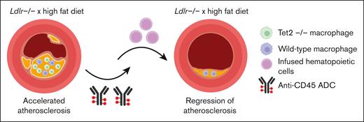 Tet2 KO–/– accelerates atherosclerosis in Ldlr–/– mice maintained on a high fat diet. Conditioning with CD45-ADC and infusion of wild-type hematopoietic cells was able to partially reverse this atherosclerosis. The figure was created with BioRender.com).