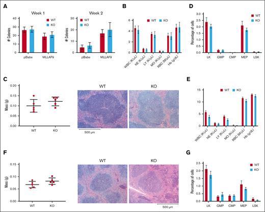 GSK3βdeletion in hematopoietic cells does not promote oncogenic transformation. (A) No differences in serial colony formation are observed using GSK3β WT and KO bone marrow cells with or without the expression of MLL-AF9 (n = 3 per condition). (B) No differences in the frequency of white or red blood cells in primary recipient mouse were observed in the peripheral blood after bone marrow transplant. CBC ± SEM for recipient mice 13 weeks after transplantation (n = 6 for GSK3β KO and n = 7 for each control). (C) No differences in the spleen morphology or mass were observed among mice that underwent primary engraftment. Representative bone spleen sections from recipient mice after receiving 2 × 106 GSK3β WT or KO bone marrow transplant cells 13 weeks after transplant (n = 5 per group). Sections were stained with H&E, and images were captured at original magnification ×4 (n = 4 per condition). (D) No differences in the frequency of HPCs among mice that underwent primary engraftment were observed in the peripheral blood after bone marrow transplant. Average frequency of hematopoietic cell populations from murine bone marrow as measured by flow cytometry (n = 5). (E) No differences in the frequency of white or red blood cells in secondary engraftment recipient mouse were observed in the peripheral blood after bone marrow transplant. CBC ± SEM for secondary recipient mice 13 weeks after transplantation (n = 6 for GSK3β KO, n = 6 for control). (F) No differences in spleen morphology or mass were observed among mice that underwent secondary engraftment. Representative spleen sections from recipient mice after receiving 2 × 106 GSK3β WT or KO bone marrow transplant cells 13 weeks after transplant (n = 5). Sections were stained with H&E, and images were captured at original magnification ×4 (n = 4 per condition). (G) No differences in the frequency of HPCs among mice that underwent secondary engraftment were observed in the peripheral blood after bone marrow transplant. Average frequency of hematopoietic cell populations from murine bone marrow as measured by flow cytometry (n = 5 per group).