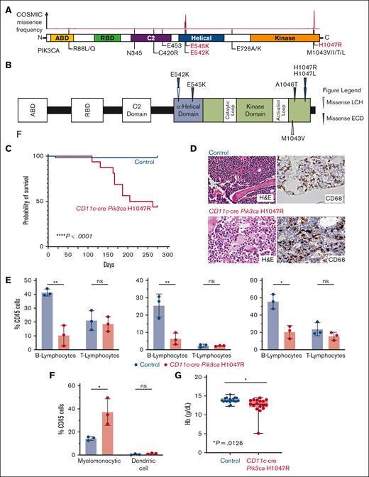Recurrent activating PIK3CA mutations drives histiocytic neoplasms in vivo. (A) Diagram of PIK3CA alterations across cancer showing hotspots in the helical and kinase domains, the locations of activating mutations. (B) Protein diagram summarizing recurrent PIK3CA mutations across histiocytic neoplasm subtypes. (C) Kaplan-Meier curve of primary CD11c-cre Pik3caH1047R and littermate Pik3ca control mice; n = 15-20 mice; ∗∗∗∗P < .0001. Log-rank (Mantel-Cox) test. (D) Representative histological images of bone marrow showing trilineage hematopoiesis in control mice with no evidence of histiocytosis compared with the bone marrow of CD11c-cre Pik3caH1047R that shows involvement of the bone marrow by increased CD68+, large, foamy histiocytes, and multinucleated giant cells reminiscent of a human histiocytic neoplasm (H&E stain and murine CD68 immunohistochemistry; 600× magnification). (E) Bar plots of percentage of B- (B220+) and T- (CD3+) lymphocytes among CD45+ cells in blood (left), bone marrow (middle), and spleen (right) in control vs mutant mice by flow cytometry. (F) As in panel E but for myelomonocytic (CD11b+) and dendritic (CD11c+ MHCII+) cells in blood. (G) Box-and-whisker plots of hemoglobin in mice. Mean ± SD. n = 3 mice; ∗P<.01; 1-way ANOVA. ANOVA, analysis of variance; H&E, hematoxylin and eosin; SD, standard deviation.