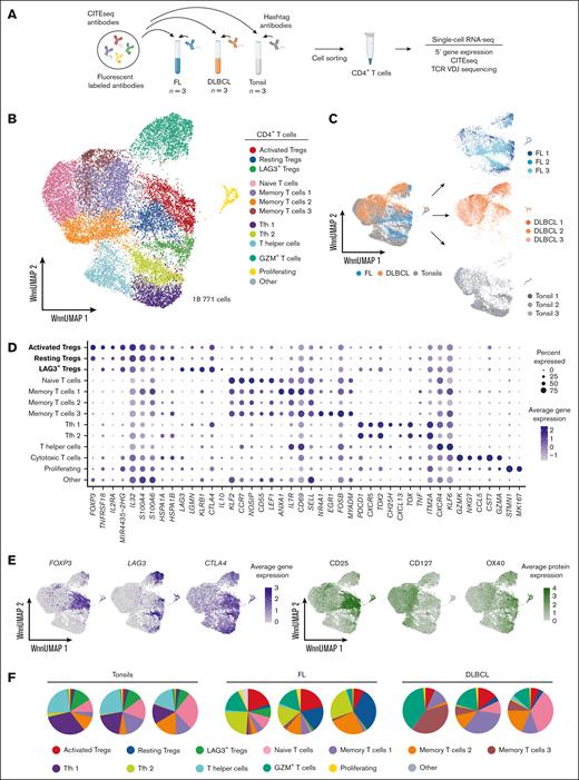 Transcriptional landscape of CD4+ T cells in B-NHL and healthy donor tonsils. (A) Schematic representation of the workflow of scRNA-seq, TCR single-cell variable diversity joining sequencing (scVDJ-seq), and CITE-seq of sorted CD4+ T cells. (B) Single-cell data derived from sorted CD4+ T-cell populations from healthy donor tonsils (n = 3), FL (n = 3), and DLBCL (n = 3) projected onto uniform manifold approximation and projection (UMAP) by combining scRNA-seq and CITE-seq using weighted nearest neighbor (Wnn) method, provided 13 distinct clusters based on gene and protein expression differences for 18 771 cells passing the quality control. The clusters were annotated based on a combination of gene and protein expression as naive (KLF2, CCR7, LEF1, and protein expression of CD45RA), 3 memory clusters (CD69, SELL, and lack of CD45RA protein expression), GZM+ CD4+ T cells (GZMK/A, NKG7, and CST7), 2 T follicular helper (Tfh) clusters (PDCD1, CXCR5, IL21, TOX2, and protein expression of PD-1, CXCR5), a T helper cell cluster (CXCR4 and KLF6), 2 clusters of Tregs (FOXP3, IL2RA, CTLA4, and protein expression of CD25 but lack of CD127), and 1 cluster of unconventional FOXP3−LAG3+ Tregs (LAG3, CTLA4, IL10, and lack of CD127 protein). (C) UMAPs of the single-cell data shown in panel B, divided based on tissue origin and color coded based on patient sample. (D) Dot plots showing average expression of top 5 differentially expressed genes (DEGs) for each cluster. (E) Expression of selected genes (purple) and surface protein expression (green) overlaid onto the Wnn UMAP coordinates from panel B. (F) Pie charts showing the cellular abundance of each cell cluster per patient sample.