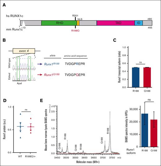 Runx1R188Q/+ mice express similar levels of Runx1R188 and Runx1Q188 in hematopoietic cells. (A) Schematic representation of RUNX1 protein indicating human (hs) and mouse (mm) amino acids and the R188Q mutation. The RUNT homology domain (RHD), nuclear localization signal (NLS), transactivation domain (TAD), and the inhibitory domain (ID) are shown. (B.) Sanger sequencing of region surrounding the edited site in exon 4 from WT and Runx1R188Q/+ tail DNA, and respective amino acid sequences. (C) Quantification of Runx1R188 (blue) and Runx1Q188 (red) transcript isoform levels (relative ratio) from Runx1R188Q/+ BM cells as estimated by Illumina sequencing. (D) Quantification of Runx1 protein levels in lysates from Runx1R188Q/+ BM cells, as estimated by western blot densitometric analysis. (E) Spectra analysis (left) and quantification (right) of Runx1 protein isoform levels from Runx1R188Q/+ BM cells, as estimated by Bead Assisted Mass Spectrometry (BAMS). ns, not significant.