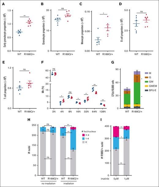 Analysis of hematopoietic progenitor cells in Runx1R188Q/+ BM. (A-C) Flow cytometry analysis of WT and Runx1R188Q/+ BM cells for early (Mac1+Gr1low, A) and late (Mac1+Gr1+, B) granulocytic progenitor cells, and monocytic progenitor cells (C). (D) Colony-forming unit (CFU) assay using BM cells from WT and Runx1R188Q/+ mice. Graph depicts monocyte (M), granulocyte (G), granulocyte/monocyte (GM), granulocyte/monocyte/erythroid/megakaryocytic, and burst forming colony (BFU) -erythroid colonies. (E-F) Flow cytometry analysis for B and T cells in WT and Runx1R188Q/+ BM cells. (G) Ploidy analysis in megakaryocytes of WT and Runx1R188Q/+ BM. (H-I) Quantification of nuclei with 53bp1-positive foci in WT and Runx1R188Q/+ Lindep BM cells, 2 hours after 2 Gy ionizing radiation (H), and pretreated for 1 hour with imatinib (I). ∗P < .05, ∗∗P < .005; ns, not significant.