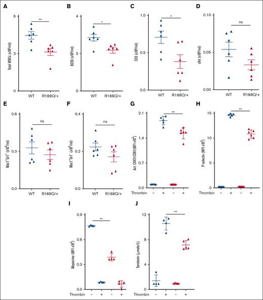 Runx1R188Q/+ peripheral blood cells have reduced lymphocytes and platelets activity. (A-F) Quantification of WBCs (A), B cells (B), and T cells (C), c-kit (D), neutrophils (Gr1+Mac+, E), monocytes (Mac1+Gr1−, F) by flow cytometry. (G-J) Quantification of platelet activity after thrombin activation, including levels of fibrinogen receptor (CD41/61) in membrane (G), translocation of P-selectin from alpha granules (H), mepacrine uptake by dense granules (I), and serotonin release from dense granules (J). ∗P < .05, ∗∗P < .005; ns, not significant.