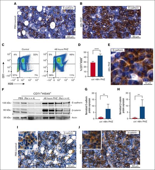 E-cadherin/β-catenin protein levels increase in rat erythroblasts in response to anemia. (A) Representative IHC staining for E-cadherin (brown) on rat BM sections obtained from control (PBS injected) and (B) anemic rats induced with PHZ for 48 hours after intraperitoneal injection. (C) Representative flow cytometry plots, using CD71 and HIS49 cell surface staining to define the percentage of CD71+; HIS49+ basophilic erythroblasts (EBs) in the BM from control (PBS) and anemic (48-hour PHZ) rats. (D) Quantification of flow cytometry analysis reveals CD71+HIS49+ EBs isolated from the rat BM to increase from 28% in control animals to 42% in response to anemia (n = 4; Student t test, ∗∗∗∗P = .0004). (E) Zoom in of representative IHC for E-cadherin on anemic rat BM section (48-hour PHZ), showing E-cadherin (brown) to accumulate at the membrane and cytoplasm. (F) E-cadherin and β-catenin expression defined by western blot in sorted CD71+HIS49+ EBs derived from control (PBS injected) and anemic (48 hours PHZ) rats; background bands are indicated by an asterisk (∗). (G) Revealing E-cadherin and β-catenin protein levels to significantly increase, as normalized to actin input protein levels, by respectively sevenfold (n = 4; Student t test, ∗∗P = .0122) for E-cadherin (H) and ninefold (n = 4; Student t test, ∗∗P = .0181) for β-catenin expression in CD71+HIS49+ sorted rat EBs in response to anemia. (I) Representative IHC staining for β-catenin (brown) on rat BM sections obtained from control (PBS injected) and (J) anemic rats as induced with PHZ for 48 hours after intraperitoneal injection. ctrl, control; hr, hour.