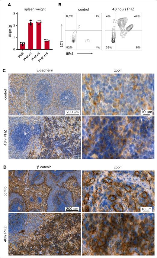 E-cadherin and β-catenin mark EBs that arise in the rat anemic spleen. (A) Rat spleen weight defined after isolation from control (PBS; n = 4) and anemic animals (2, 5, and 16 days after final injection with PHZ; n = 4) reveals spleen weight increase by fourfold from ∼0.5 g to 2 g within 48 hours after PHZ treatment. (B) Representative flow cytometry plots of isolated splenocytes stained for CD71 and HIS49, revealing that splenocytes from control (PBS) rats barely contain CD71+HIS49+ EBs (∼3%), which increase up to 49% in response to anemia (PHZ 48 hours). (C) Representative IHC staining for E-cadherin (brown) on rat spleen sections obtained from control (PBS) and anemic (PHZ 48 hours) rats revealing E-cadherin to mark macrophage-typed cells in the red pulp in control conditions and to mark EB clusters that develop in the red pulp in response to anemia. (D) Representative IHC staining for β-catenin (brown) in the rat spleen, 48 hours after PBS (control) or PHZ treatment, revealing β-catenin protein expression to mostly mark endothelial cells in control conditions while marking EBs that arise in the red pulp in response to anemia.