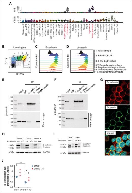 E-cadherin binds and stabilizes β-catenin in human EBs. (A) CDH1 (encoding E-cadherin) and CTNNB1 (encoding β-catenin) expression in hematopoietic and stromal cell lineages, derived from a publicly available single-cell RNA-sequencing database.28 (B) Representative flow cytometry plot, used to define erythroid differentiation stages based on CD71 and CD235a expression, of cultured human EBs derived from CD34+ mobilized HSPCs, revealing both (C) E-cadherin and (D) β-catenin protein expression to increase upon EB formation. (E-F) Western blot analysis of the association of E-cadherin with β-catenin in cultured human EB by immunoprecipitation of endogenous E-cadherin and β-catenin, using isotype immunoglobulin G (IgG) antibody and empty beads as negative controls, as also defined by western blot analysis of the flow through. (G) Representative immunofluorescent staining of cultured EBs on VCAM-1–coated slides, revealing E-cadherin (red) and β-catenin (green) to colocalize at the plasma membrane and to be absent in the nucleus (turquoise, visualized with Hoechst 33342). (H) Western blot analysis of E-cadherin and β-catenin protein expression in control and E-cadherin KO human EBs, as generated by CRISPR/Cas9 editing of mobilized CD34+ HSPCs from 3 donors. (I) Representative western blot revealing E-cadherin and β-catenin protein expression in control and E-cadherin KO EBs treated with CHIR99021, a selective GSK3β inhibitor, or dimethyl sulfoxide (DMSO) used as control. (J) Quantification of β-catenin protein expression defined by western blot (n = 3), as normalized to glyceraldehyde 3-phosphate dehydrogenase (GAPDH) used as input, in control and E-cadherin KO EBs that are treated with DMSO (used as control) or selective GSK3β inhibitor CHIR99021 (n = 3; Student t test; DMSO KO vs CHIR KO: ∗∗P = .002; DMSO WT vs DMSO KO: ∗P = 0.02). IP, intraperitoneal; WT, wild-type.