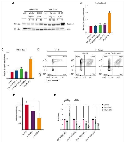 CHIR99021 hampers expansion and differentiation of cultured human EBs. (A) Examination of β-catenin protein levels in human EBs and HEK293T cells by western blot in response to 24-hour stimulation with either 10 or 100 ng/mL Wnt3a or 1 or 10 μM CHIR99021. (B) Relative β-catenin protein levels as defined by western blot quantified for EBs and (C) for HEK 293T cells. (D) Representative flow cytometry plots of erythroid differentiation, using CD71 and CD235a cell surface staining at t = 0 and 5 days after stimulation with CHIR99021 (10 μM) compared with control (DMSO)-treated cells. (E) Quantification of EB cell viability, as determined by cell counts, 5 days after stimulating cells with DMSO, or 1 μM or 10 μM CHIR99021 (n = 3; Student t test for DMSO vs 10 μM ChiR99021, ∗P = 0.049). (F) Calculated fold change in CD71−CD235a−, CD71+CD235a−, CD71+CD235a+, and CD71−CD235a+ defined cell stages of EB development, using CD71 and CD235a cell surface staining, 5 days after stimulating cells with 1 or 10 μM CHIR99021 as compared with control, treated cells with DMSO (n = 3; two-way ANOVA; ctrl vs 1 μM CHIR99021, P < .0001; and ctrl vs 10 μM CHIR99021, P < .0001).