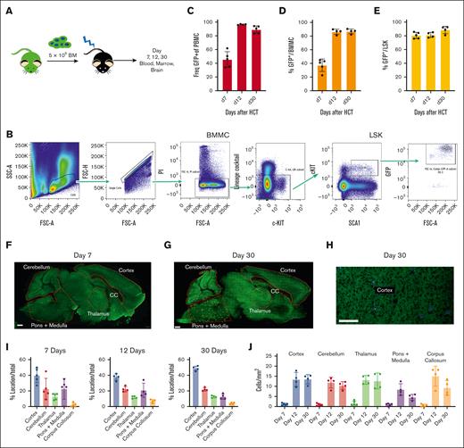 Timing and location of donor cell engraftment in the brain. (A) Myeloablative transplantation schema. (B) Flow cytometry gating strategy for bone marrow cell populations. (C) Chimerism of GFP+ donor cells in recipient PBMC. (D-E) Chimerism of GFP+ donor cells in the recipient hematogenic cell populations. (F-H) Sagittal brain sections at 7 and 30 days after HCT. Red outlines define various brain regions. Engrafted GFP+ donor cells are demarcated by colored circles. Scale bars represent 500 μm in panels F and G, and 200 μm in panel H. (I) Enumeration of donor cells according to brain regions as the percentage of the total number for cells counted. (J) Enumeration of donor cells normalization to area of brain region counted. Shown are the mean ± standard deviation. BMMC, bone marrow mononuclear cells; CC, corpus collosum; FSC, forward scatter; LSK cells, Lin−SCA1+cKIT+ cells; PBMC, peripheral blood mononuclear cells; SSC, side scatter.