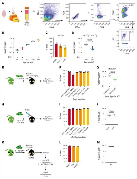 Preconditioning intensity dictates CNS myeloid engraftment. (A) Schema and gating for enriching brain-derived myeloid cells. (B) GFP donor chimerism of CX3CR1+ brain cells at various time points after 9-Gy radiation and HCT. (C) Hematopoietic chimerism after 4.5-Gy nonmyeloablative preconditioning. (D) GFP donor chimerism of CX3CR1+ brain cells at various time points after 4.5-Gy radiation and HCT. (E) Busulfan preconditioning transplantation schema. (F) Hematopoietic chimerism after busulfan preconditioning. (G) GFP donor chimerism of CX3CR1+ brain cells at various time points after busulfan preconditioning and HCT. (H) Transplantation schema to test cell dose. (I) Hematopoietic chimerism after HCT testing cell dose. (J) GFP donor chimerism of brain CX3CR1+ cells after HCT with low and high cell doses. (K) Schema for double transplantation (DT) protocol. (L) Hematopoietic chimerism after DT. (M) CD45.1 donor chimerism of CX3CR1+ brain cells after DT. Shown are the mean ± standard deviation. P values derived from a Student t test. FSC, forward scatter; SSC, side scatter.