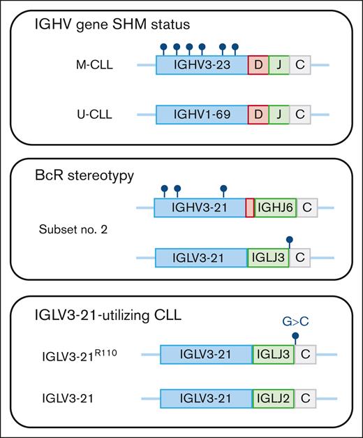 Immunogenetic analysis in CLL. Sequencing of the clonotypic IGHV gene rearrangement identifies whether patients with CLL carry IGHV gene somatic hypermutations (M-CLL) or show few or no somatic hypermutations (U-CLL). By analyzing the IGHV-D-J gene usage and the composition of the CDR3, patients with CLL with stereotyped BcR immunoglobulins can be recognized. Here, exemplified by subset number 2 (IGHV3-21/IGLV3-21), which often shows borderline mutation status and always carries the IGLV3-21R110 mutation. Finally, the IGLV3-21R110 mutation, which occurs at the border between the IGLJ and IGLC gene, can be assessed by performing a separate multiplex PCR reaction as that proposed by Syrykh et al.