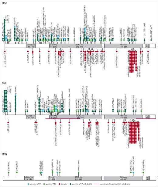 Distribution of the identified variants along the DDX41 gene in patients with MDS, AML, or MPN. Germ line variants were classified as LP/P or VUS based on our modified criteria (incorporating PP4_very strong and the points-based rule system).